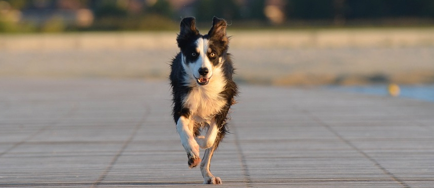 SIRIUS特典テンプレート【fine】キュート版デモサイト